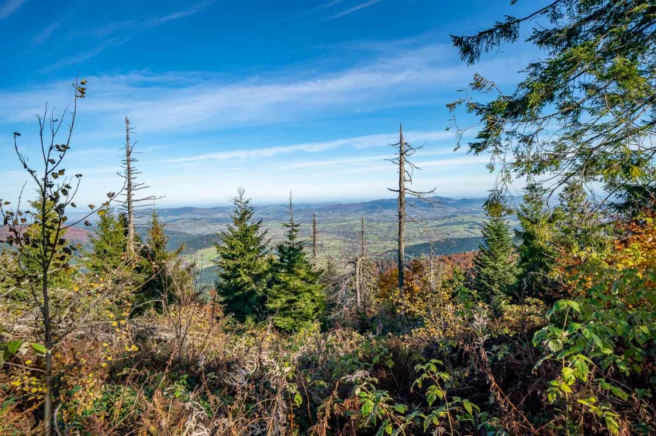 Zdjęcia: Przepiękna złota polska jesień w Małopolsce - na Mogielicy - zdjęcie 11