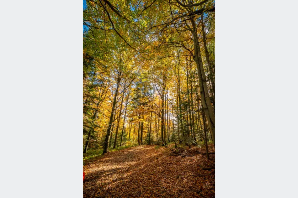 Zdjęcia: Przepiękna złota polska jesień w Małopolsce - na Mogielicy - zdjęcie 6