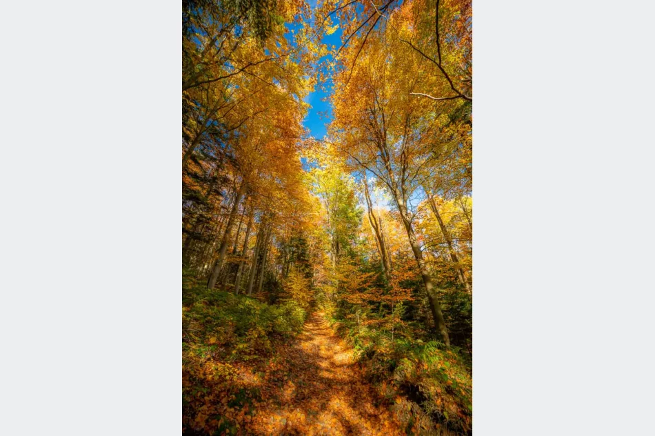 Zdjęcia: Przepiękna złota polska jesień w Małopolsce - na Mogielicy - zdjęcie 5