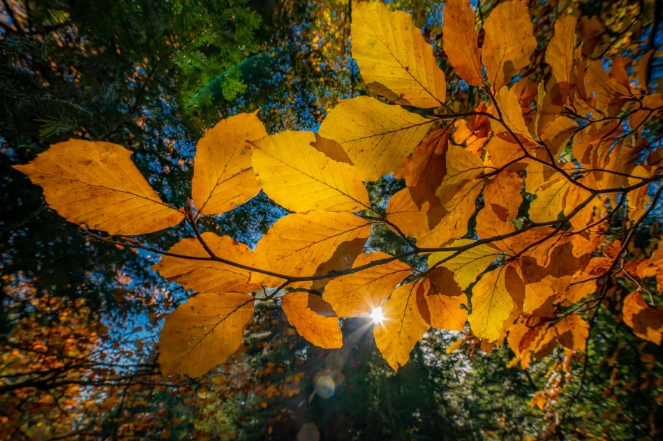 Zdjęcia: Przepiękna złota polska jesień w Małopolsce - na Mogielicy - zdjęcie 4