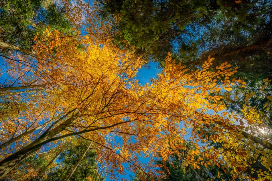 Zdjęcia: Przepiękna złota polska jesień w Małopolsce - na Mogielicy - zdjęcie 3