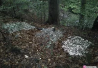 Kilogramy ryb w... lesie - zdjęcie główne