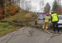 Silny wiatr - drzewo spadło na samochód - zdjęcie główne