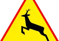 Dzikie zwierzęta na drodze - zdjęcie główne