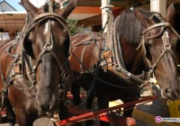 Pijany za pijanym - zdjęcie główne