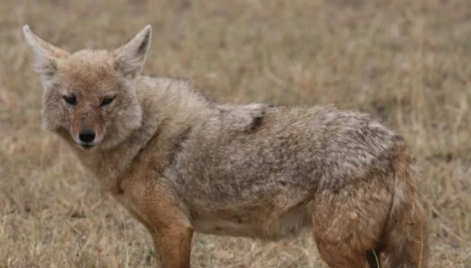 Dzikie zwierzęta Limanowszczyzny - fauna w danych nadleśnictwa - zdjęcie 1