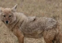 Dzikie zwierzęta Limanowszczyzny - fauna w danych nadleśnictwa - zdjęcie główne