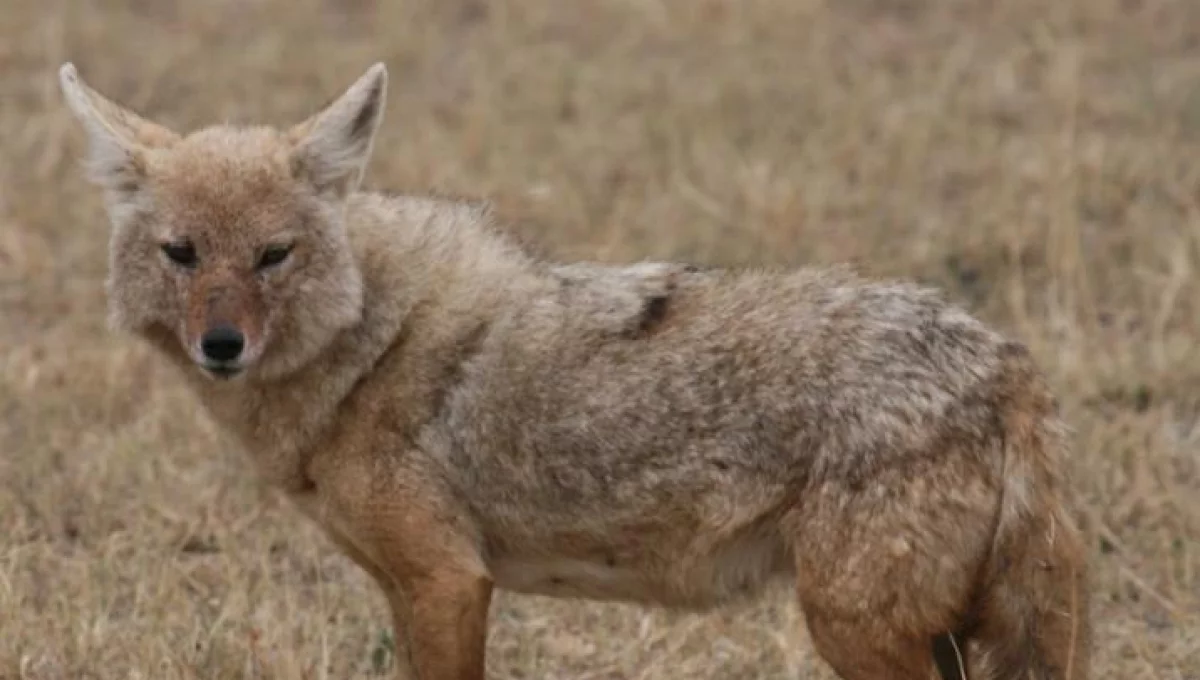 Dzikie zwierzęta Limanowszczyzny - fauna w danych nadleśnictwa