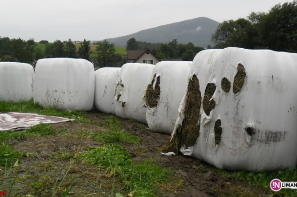 Poślizgi na mokrych drogach - zdjęcie 3