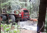 Tragiczny wypadek w lesie - zdjęcie główne