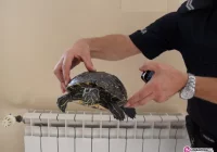 Żółw na drodze - zdjęcie główne