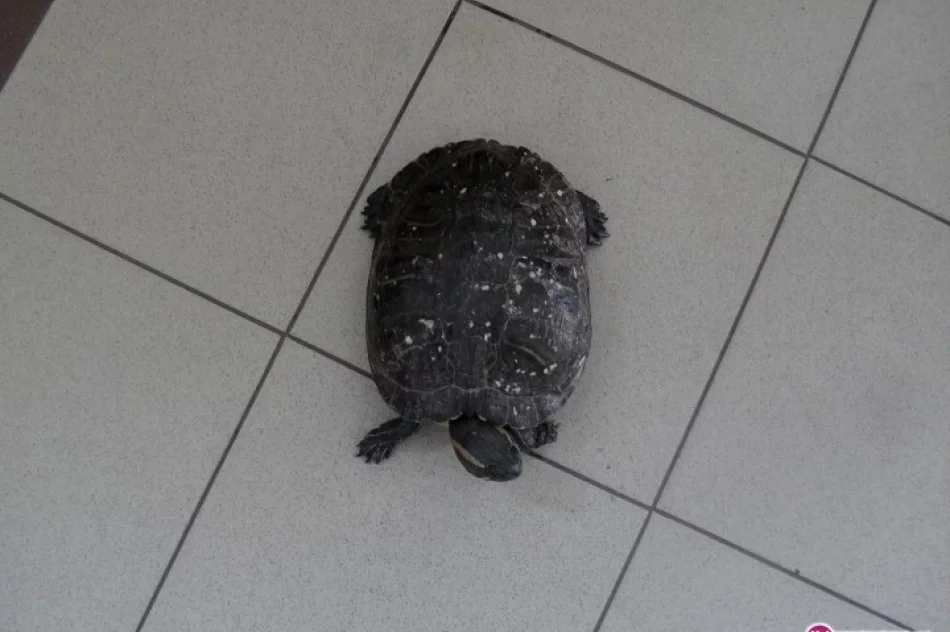 Żółw na drodze - zdjęcie 2