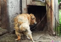 Krótki łańcuch i brudna sierść - zdjęcie główne