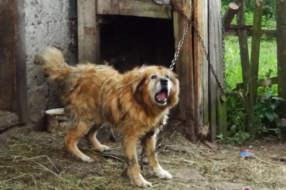 Krótki łańcuch i brudna sierść - zdjęcie 2