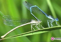 Niezwykły świat makrofotografii - zdjęcie główne