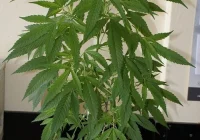 Ujawnili w mieszkaniu roślinę konopi - zdjęcie główne