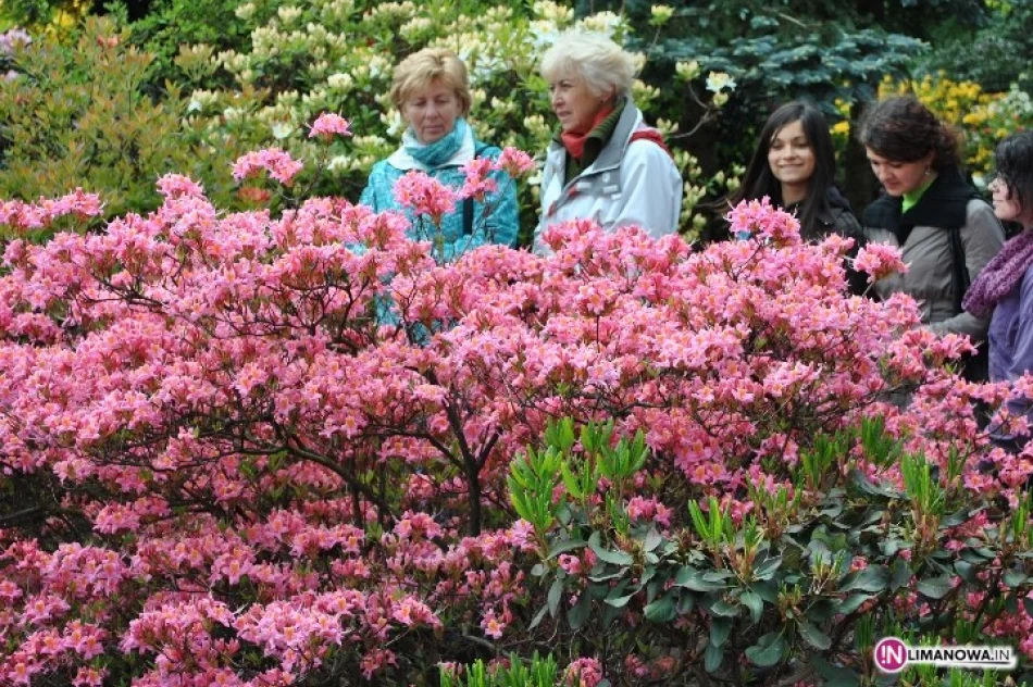 Święto Kwitnących Azalii - zdjęcie 2