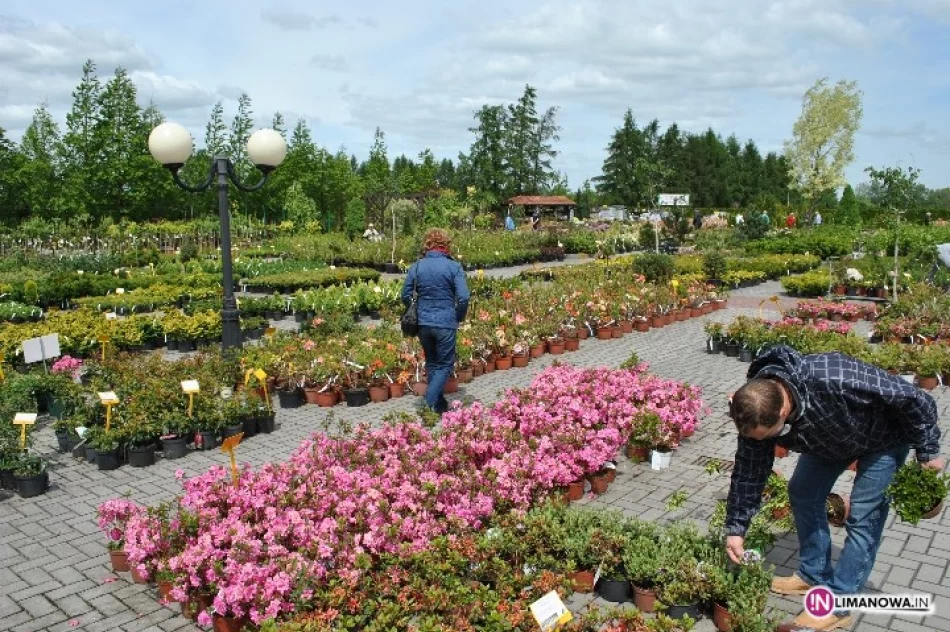 Święto Kwitnących Azalii - zdjęcie 3