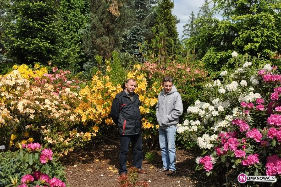 Święto Kwitnących Azalii - zdjęcie 4