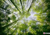 Rozrzucają szczepionkę z samolotów - zdjęcie główne