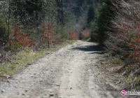 Nawigacja wyprowadziła ją w las - zdjęcie główne