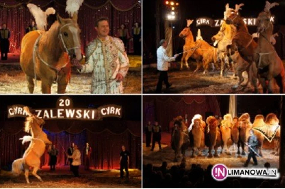 Największy cyrk dziś w Limanowej - zdjęcie 3