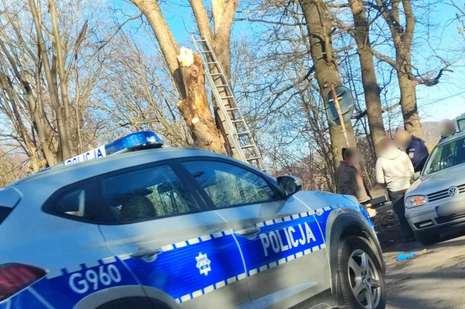 Ciężki stan mężczyzny. Wypadek podczas przycinania drzew - zdjęcie 2