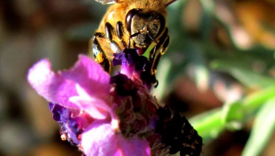 Skradziono ule z pszczołami - zdjęcie 1