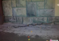 Problem ze znalezionym wężem - zdjęcie główne