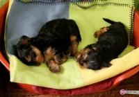 Trzy pieski utopione w studni - zdjęcie główne