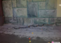 Wąż w centrum miasta - zdjęcie główne