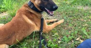 Sad - nowy czworonożny funkcjonariusz nowosądeckiej policji  - zdjęcie 5