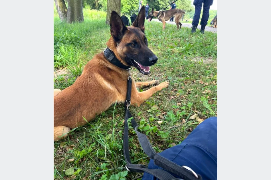 Sad - nowy czworonożny funkcjonariusz nowosądeckiej policji  - zdjęcie 5