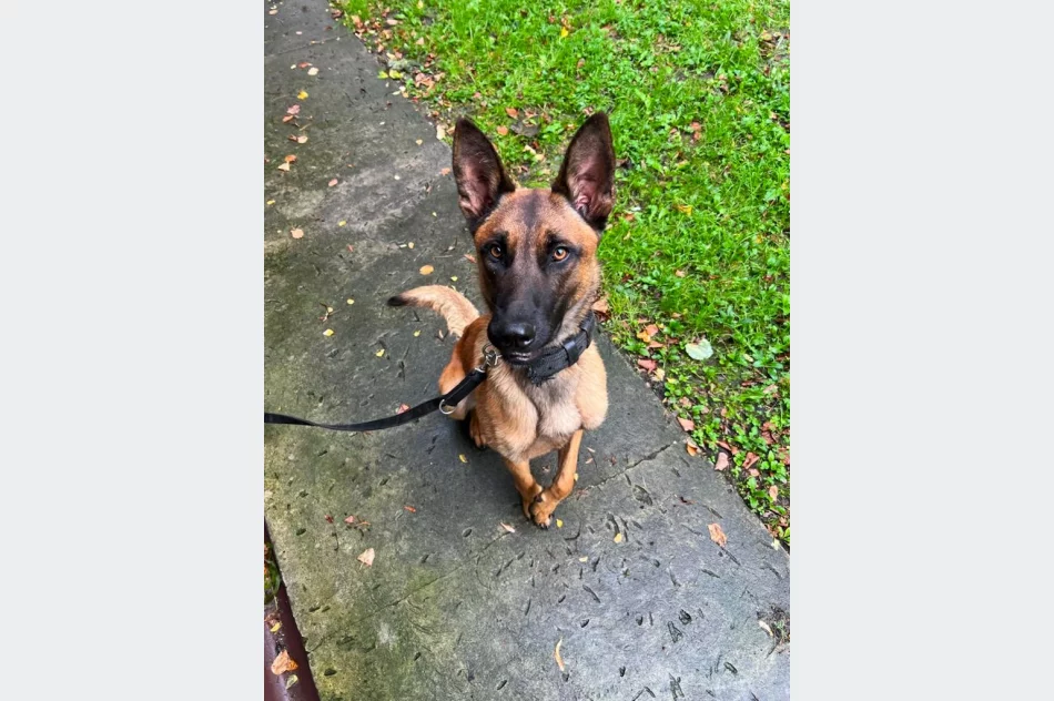 Sad - nowy czworonożny funkcjonariusz nowosądeckiej policji  - zdjęcie 6