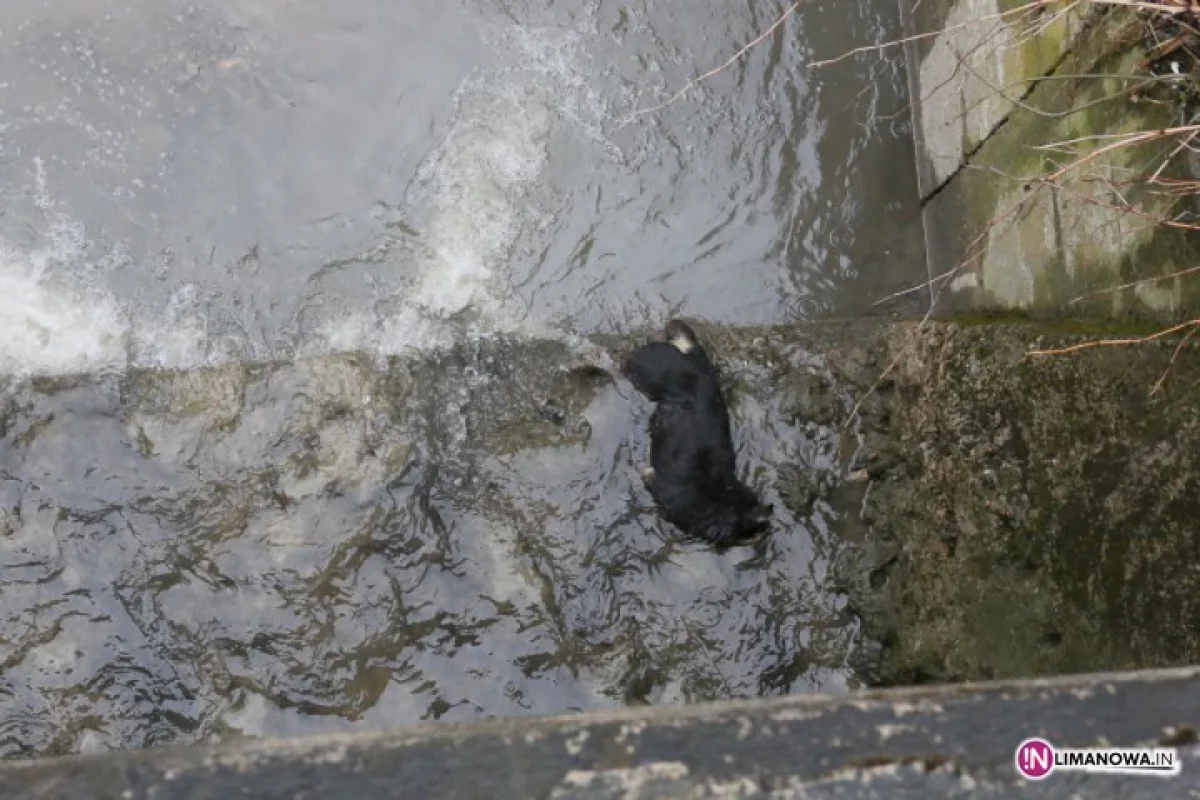 Martwy pies w rzece