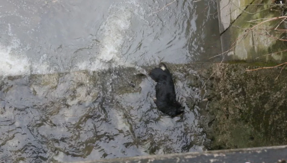 Martwy pies w rzece - zdjęcie 1
