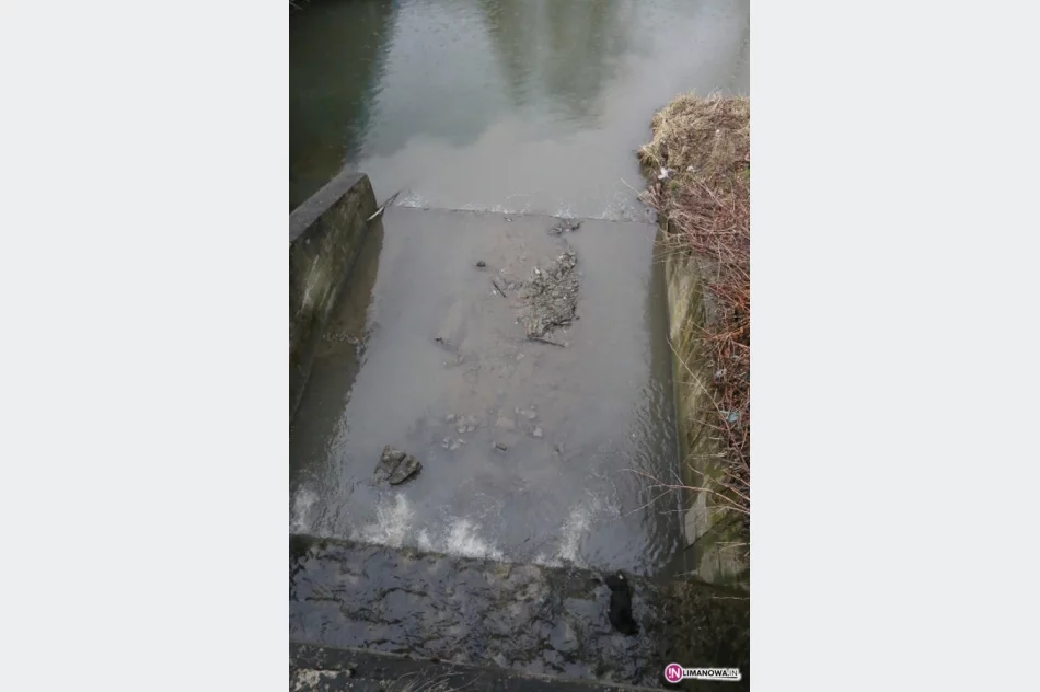 Martwy pies w rzece - zdjęcie 2