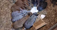Żywa szopka w Szczyrzycu. Cystersi podpowiadają czym można karmić zwierzątka - zdjęcie 4