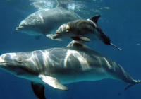 Delfiny... ziewają pod wodą - zdjęcie główne