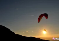 Zakończył lot na drzewie - zdjęcie główne