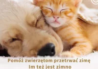 Pomóż zwierzętom przetrwać zimę, im też jest zimno - zdjęcie główne