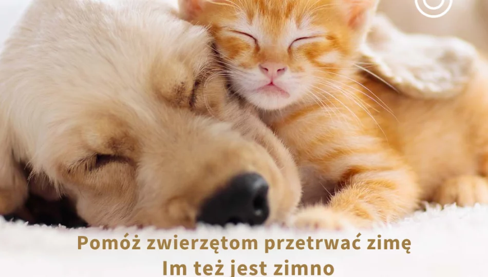 Pomóż zwierzętom przetrwać zimę, im też jest zimno - zdjęcie 1