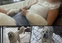 Listonoszka w szpitalu - zaatakował ją pies - zdjęcie główne