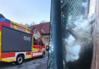 Strażacy na pomoc sarnie  - zdjęcie główne