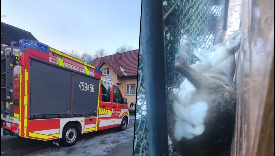 Strażacy na pomoc sarnie  - zdjęcie 1