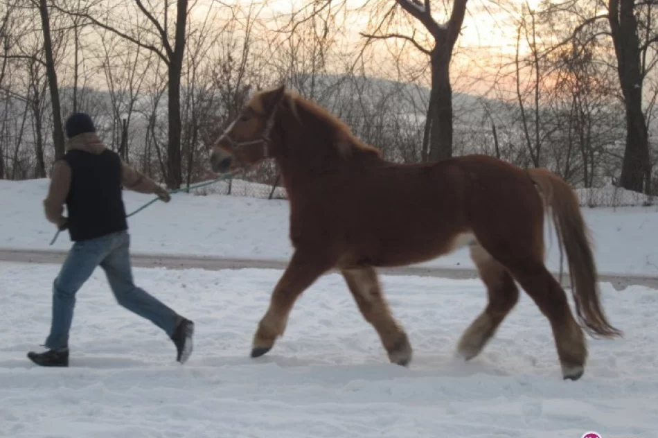 O koniu, co za człowiekiem chodzi jak pies - zdjęcie 2