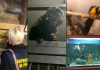 Nieprawomocny wyrok dla współwłaściciela limanowskiego sklepu zoologicznego - zdjęcie główne
