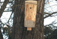 Śpiew ptaków wypełni miejskie parki - zdjęcie główne