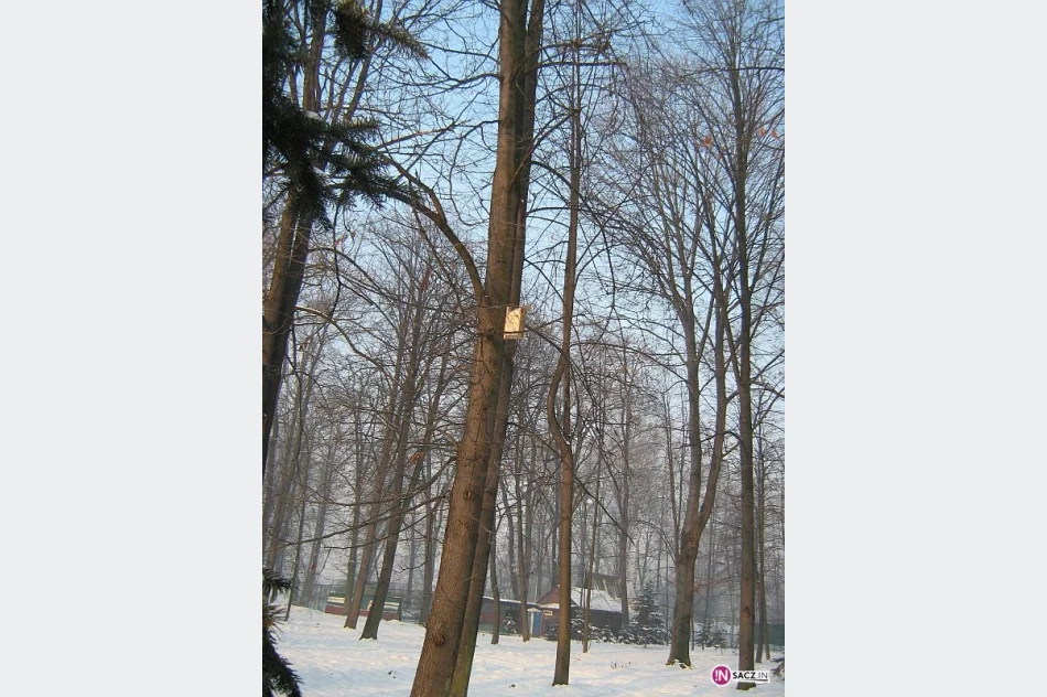 Śpiew ptaków wypełni miejskie parki - zdjęcie 2