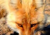 Kolejny potwierdzony przypadek wścieklizny - zdjęcie główne